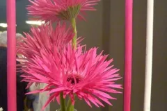  50 jaar BFAS op 18 mei 2017 - 50 ans BFAS - 18 mai 2017-003