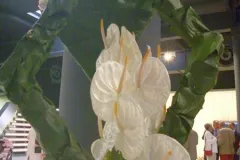  50 jaar BFAS op 18 mei 2017 - 50 ans BFAS - 18 mai 2017-016