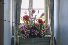 exposition-amaryllis-a-Beloeil-2025-21