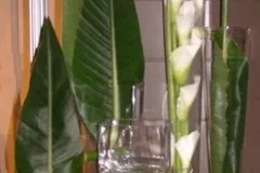 BLOOM 7 juli 2012 - BLOOM 7 juillet 2012-4