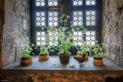 Een middeleeuws kasteel in bloemen - Château médieval en Fleurs - 20 may 2019