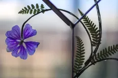 Florilegio - 26 november 2015 - Florilegio - 26 novembre 2015-32