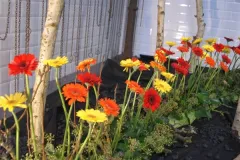 Florilegio - 26 november 2015 - Florilegio - 26 novembre 2015-43