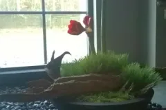 Florilegio - 26 november 2015 - Florilegio - 26 novembre 2015-52