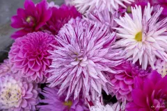 Fonteinen in Bloei - 20 september 2019 - Fontaines en Fleurs - 20 septembre 2019i-001