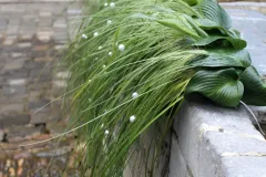 Fonteinen in Bloei - 20 september 2019 - Fontaines en Fleurs - 20 septembre 2019-007