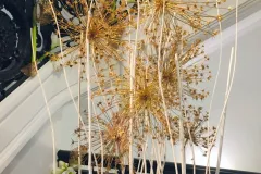 Nationaal activiteit: Kerst RBFAS op 6 en 7 december 2018 - Activité nationale : Noël RBFAS - 6 et 7 décembre  -009