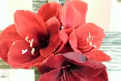 Nationaal activiteit: Kerst RBFAS op 6 en 7 december 2018 - Activité nationale : Noël RBFAS - 6 et 7 décembre  -020