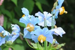 Reis naar Ierland 13 juni 2010 - Voyage en Irlande - 13 juin 2010-01