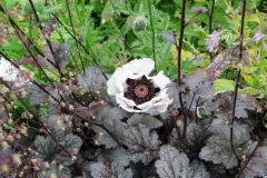 Reis naar Ierland 13 juni 2010 - Voyage en Irlande - 13 juin 2010-02