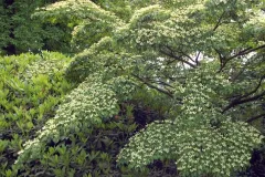 Tuinenrally 5 juni 2012 - 	Rallye-jardins - 5 juin 2012  -03