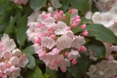 Tuinenrally 5 juni 2012 - 	Rallye-jardins - 5 juin 2012  -04