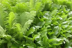 Tuinenrally 5 juni 2012 - 	Rallye-jardins - 5 juin 2012  -09