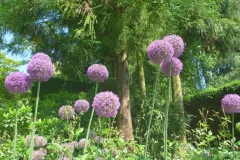 Tuinrally 9 juni 2016 - Rally jardin - 9 juin 2016-05