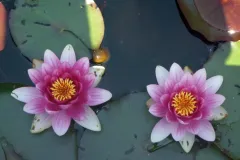 Tuinrally 9 juni 2016 - Rally jardin - 9 juin 2016-06