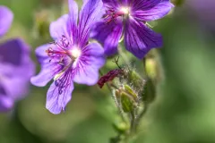 Tuinrally 9 juni 2016 - Rally jardin - 9 juin 2016-10