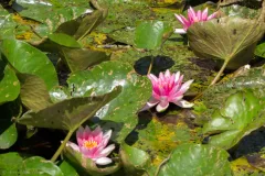 Tuinrally 9 juni 2016 - Rally jardin - 9 juin 2016-11