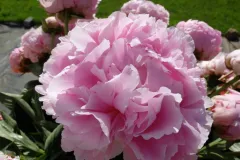 Tuinrally 9 juni 2016 - Rally jardin - 9 juin 2016-16