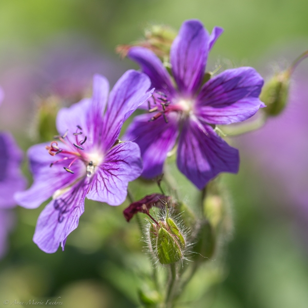 RBFAS Bloemsierkunst Algemene Werking 1