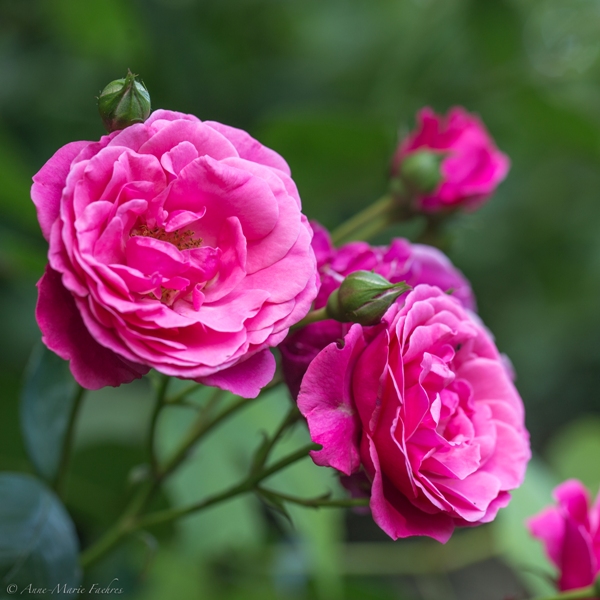 RBFAS Bloemsierkunst Algemene Werking 2