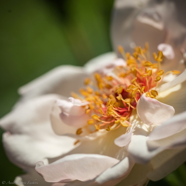 RBFAS Bloemsierkunst Algemene Werking 1