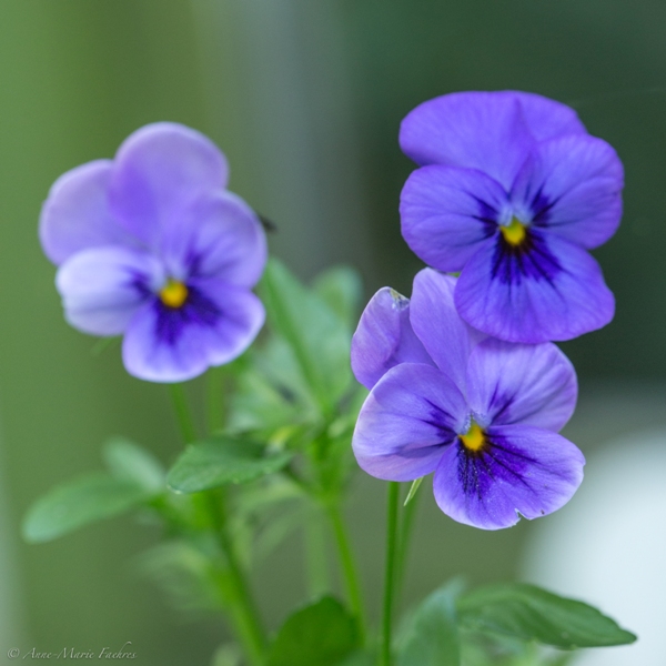 RBFAS Bloemsierkunst Algemene Werking 2