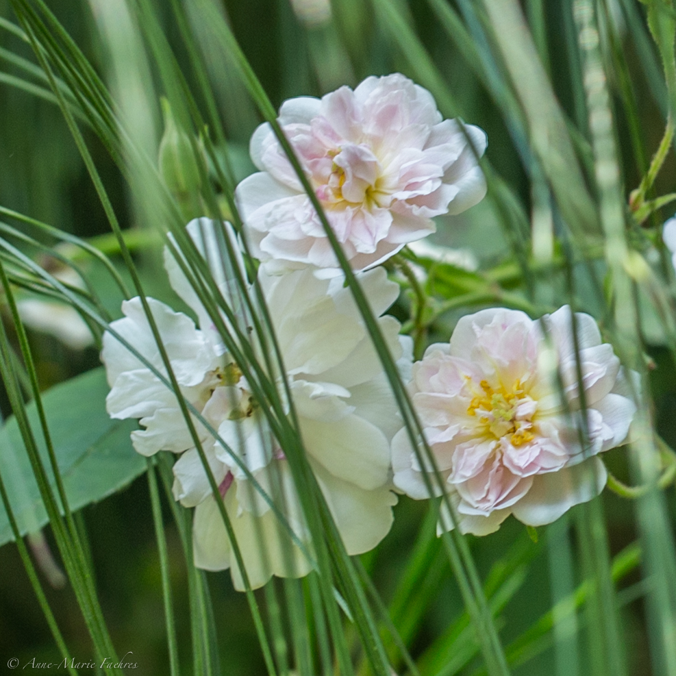 RBFAS voor ledenen niet leden bloemschikken 1