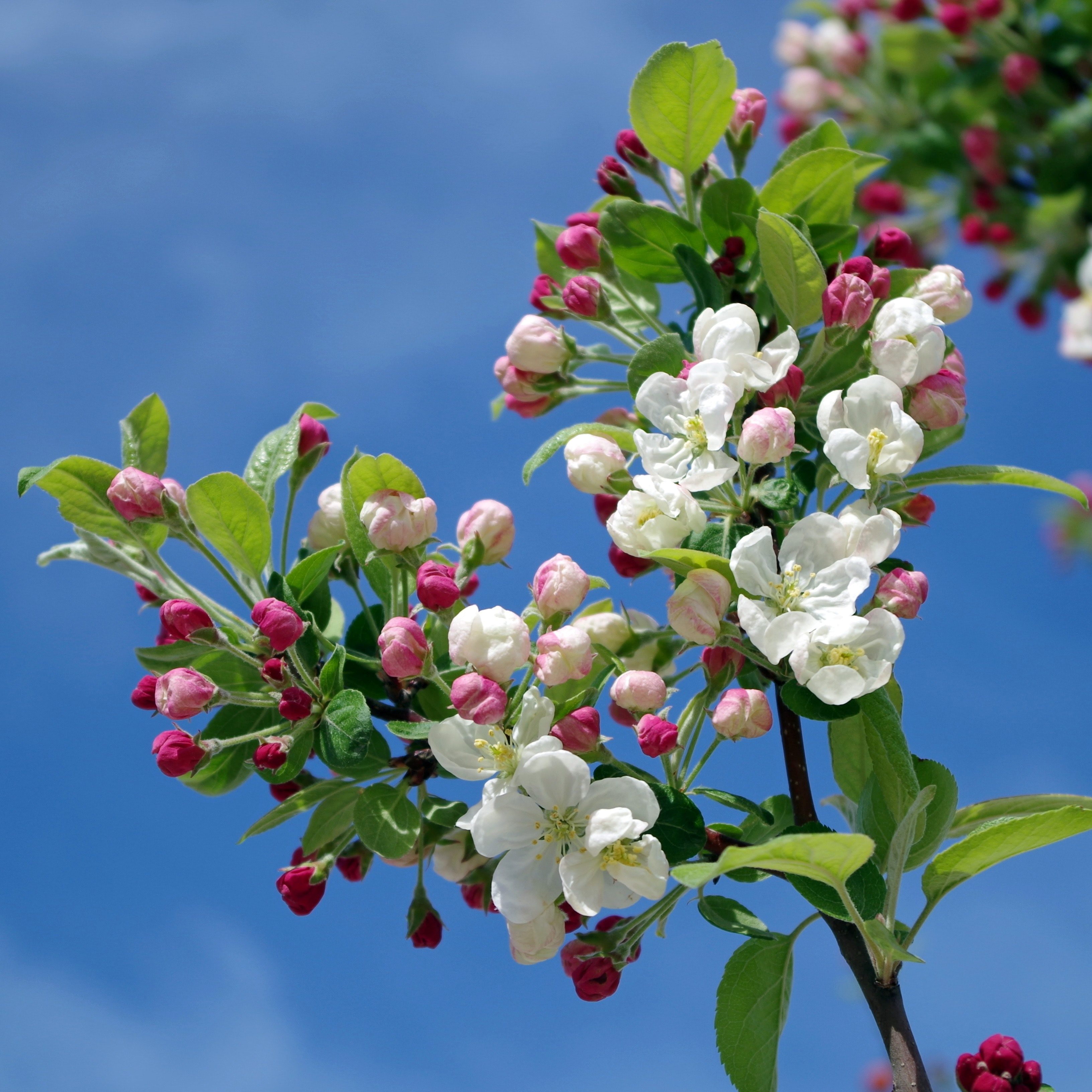 RBFAS voor ledenen niet leden bloemschikken 02