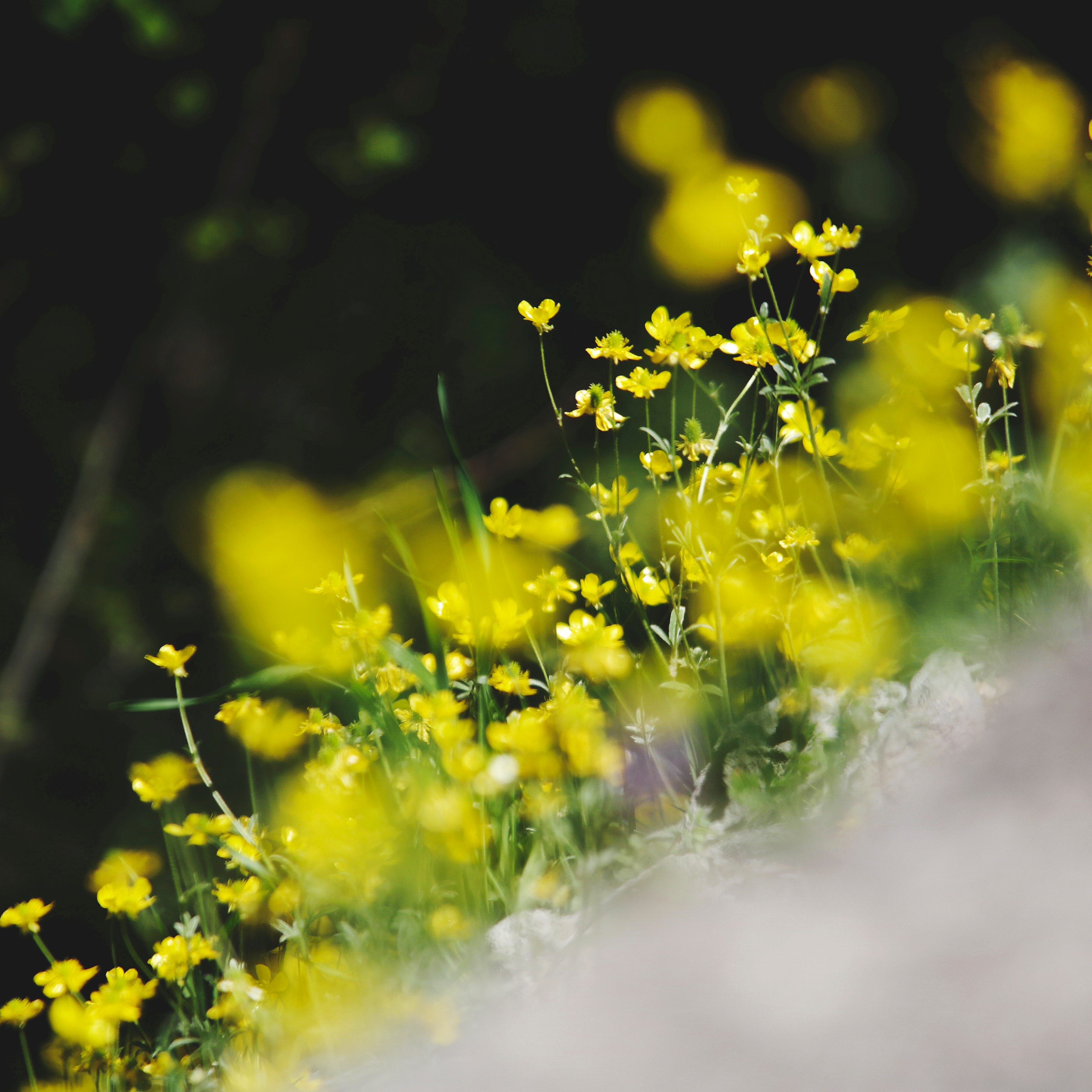 RBFAS voor ledenen niet leden bloemschikken 3
