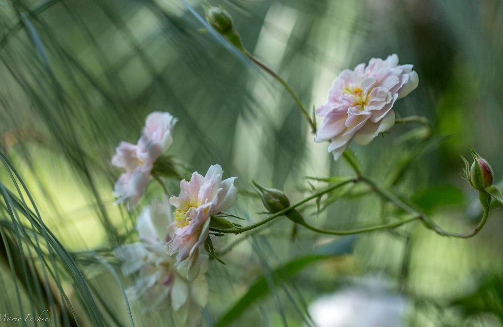Algemene Werking RBAFS Royal Belgian Flower Arrangement Society