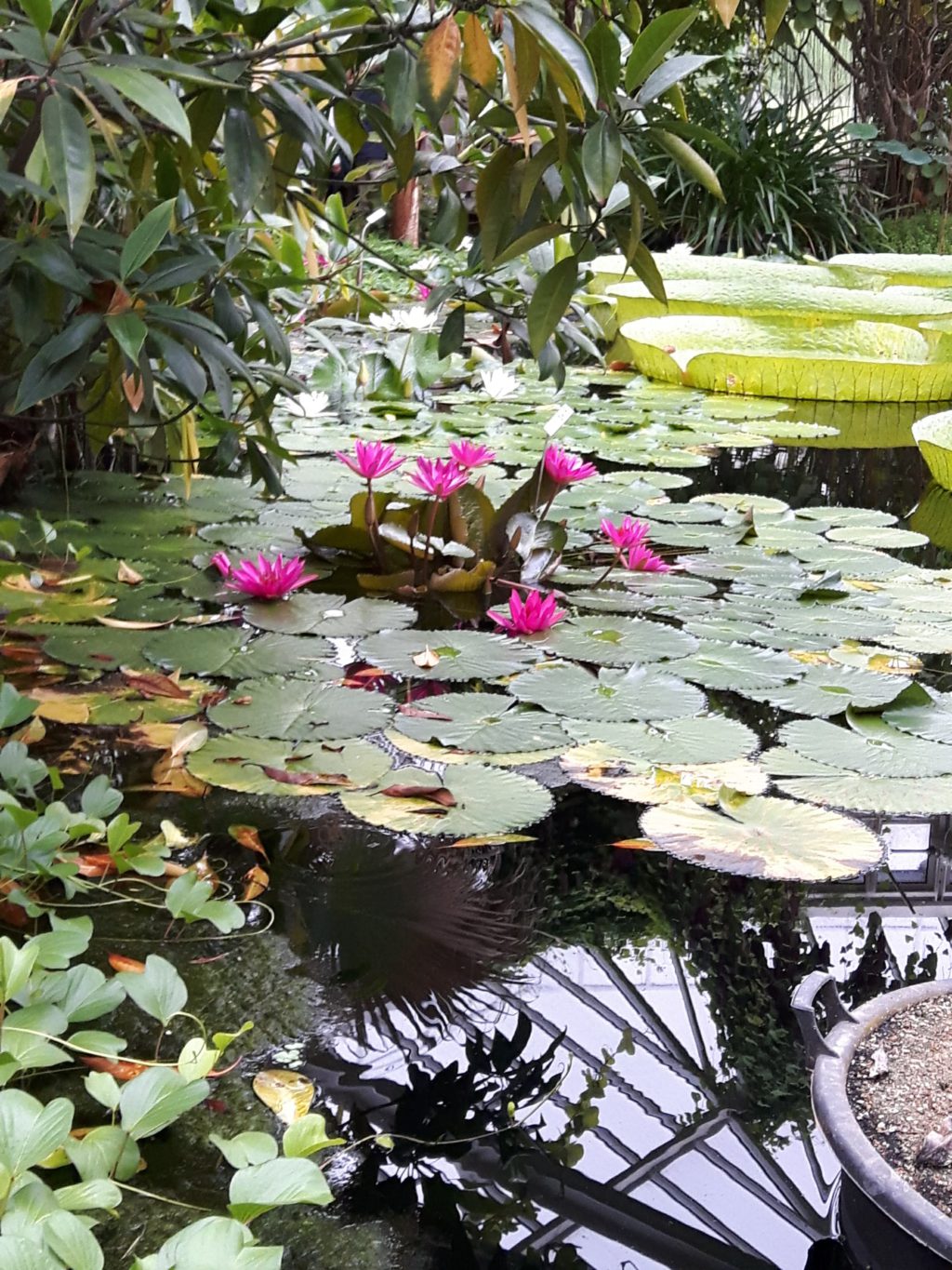 Plantentuin Meise – juni 2018